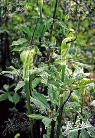 Image result for Arisaema