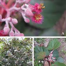 Image result for Mohria lepigera