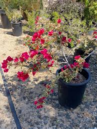 Image result for Bougainvillea sp. cultivar