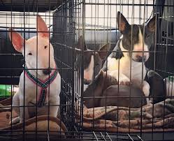 Other fantastic breed that are good as a pet are golden retriever and golden retriever for sale. Bantam Miniature Bull Terriers Home