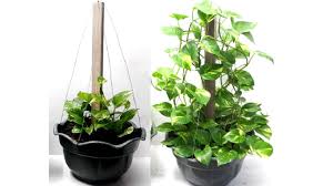 Build a trellis to give climbing plants some support while making a decorative statement in your landscape with these trellis ideas. Money Plant Trellis Climbing Support Ideas For Pots Using Wood And Metal Wire Youtube