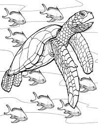Coloring pages to download and print. 98 Coloring Turtles Ideas Coloring Pages Coloring Books Colouring Pages