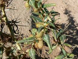 Image result for Xanthium spinosum