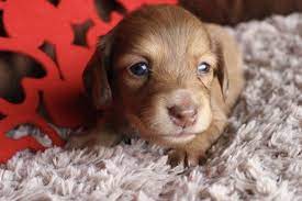 A dachshund can be a good fit for a novice owner as long as they attend obedience and puppy training classes. Pin On Weiner Dogs