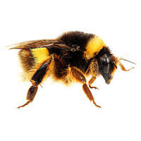 Bumble bees, hornets, yellow jackets, and wasps are able to sting multiple times, since their stingers are smooth and can be easily withdrawn from the victim's skin. Bumblebee Identification Habits Behavior Batzner Pest Control In Wi