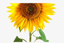 Free for commercial use no attribution required high quality images. 184 32 Single Sunflower White Background Transparent Png 1368x855 Free Download On Nicepng