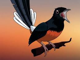 Burung ini memiliki ekor panjang yang menawan. Juliancreative Juliancreative16 Profil Pinterest