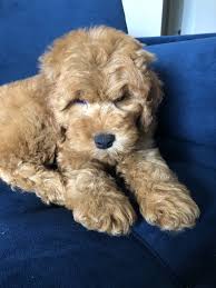 Buy goldendoodle puppies for sale for palm beach, florida premiere marketplace. Star Pups Gift Card West Palm Beach Fl Giftly