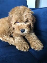 Most goldendoodles retain the natural retrieving instincts of the golden retriever. Star Pups Gift Card West Palm Beach Fl Giftly