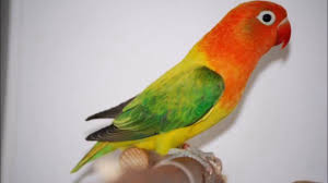 Maybe you would like to learn more about one of these? Different Types Of Love Birds Youtube