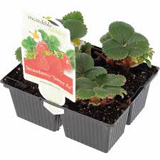 Strawberries are more than just a fruit. Strawberry Sweet As Pack Of 4