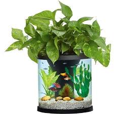 Betta fish tank mates overview (101). Top Fin Aquaponics 35 Gallon Filter Aquaponic