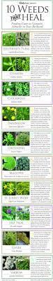 As A Reminder 10 Common Weeds That Can Heal You Herbs Healing Herbs Medicinal Plants