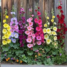 Image result for Alcea rosea