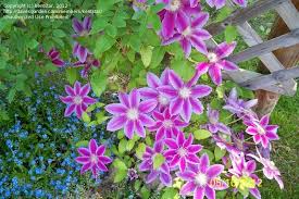 Image result for Clematis dolichopoda