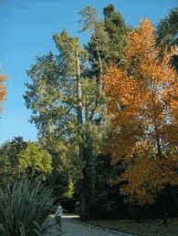 Image result for Cupressus torulosa