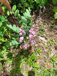 Image result for Robinia hispida