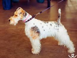 Image result for foxterier drsnosrstý