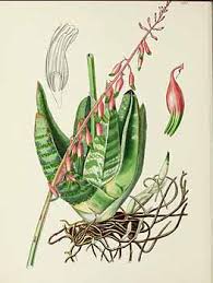 Image result for Limosella maior