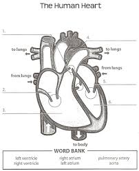 Human Anatomy Diagrams To Label Koibana Info Human Heart Diagram Heart Diagram Heart Anatomy