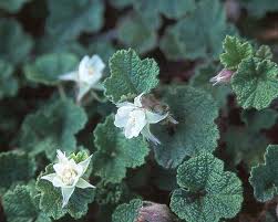 Image result for Rubus adolfi-friederici