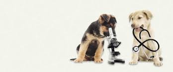Check spelling or type a new query. Best Pet Clinic In Lahore Petsworld Pk Pet Clinic