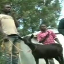 Boy sex with goat