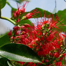 Image result for Combretum fuscum