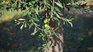 Der olivenbaum, olea europea, wächst dort, wo es sonnig und warm ist. Uberwinterung Von Olivenbaumen So Geht S Focus De