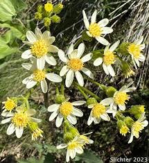 Image result for Senecio purpureus