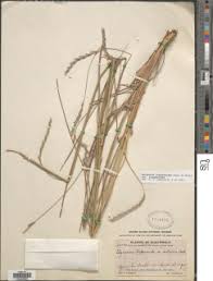 Image result for Elionurus tripsacoides