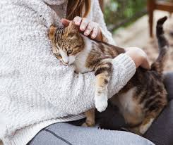 Wie sich eine rollige katze erkennen lässt und mit welchen tipps und tricks sich diese phase besser überstehen lässt, können sie im folgenden nachlesen. Wenn Die Katze Rollig Ist Diese Anzeichen Verraten Es Katzensprache