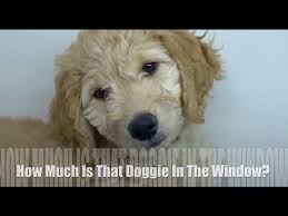 Score ratings help other users find this score, and provide valuable feedback to the author. How Much Is That Doggie In The Window Children S Song L Lyrics Youtube