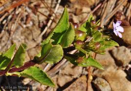 Image result for Teedia lucida