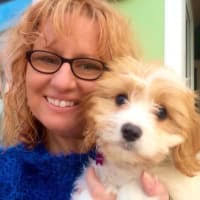 Doggy B&B with Natalie, Birmingham