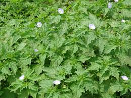 Image result for Nicandra