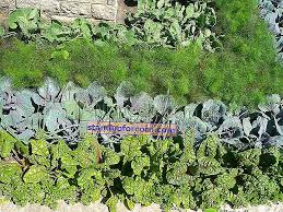 Onları nasıl doğru yerleştireceğinizi ve hangilerinin yanyana geldiğini göstereceğiz. Hangi Sebzeler Yan Yana Dikilir Tablo