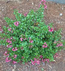 Image result for Escallonia