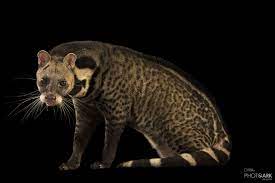 Photo Ark Home Great Indian Civet National Geographic Society Carnivorous Animals Animals Save Wildlife