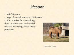 Camels have many adaptations that allow them to live successfully in desert conditions. The Camel Sarah Kutchko Flickr Kristof Acke Scientific Name Common Name Camel Scientific Name Camelus Dromedarius One Humped Camel Of The Hot Deserts Ppt Download