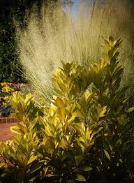 It matures to an average height of 4 feet to 5 feet and an average width of 4 feet to 6 feet, depending on climate and other environmental factors. Plantfiles Pictures Illicium Small Flowered Anise Tree Star Anise Yellow Anise Florida Sunshine Illicium Parviflorum By Kell