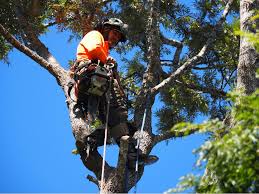 Council Approval & Neighbouring Trees Sunshine Coast Council – Monkey Business Tree Service