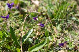 Image result for Volusia amboinensis