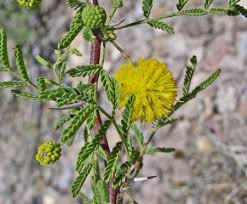 Image result for Acacia grandicornuta