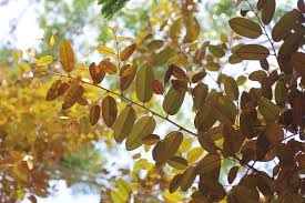 Image result for Chrysophyllum