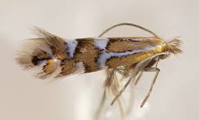 Image result for Phyllonorycter leucographellus