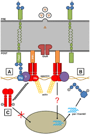 , bmps regulate msx gene expression in the dorsal neuroectoderm of drosophila and. Neuromuscular Junction