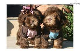 Lydia Chocolate Havanese Girl Havanese Puppies For Sale Havanese Puppies Havanese