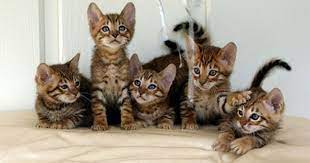 google image result for http i treehugger com images 2007 3 14 cute 20cats jp toyger kitten toyger cat cute cats and kittens