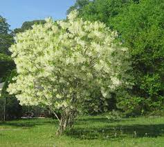 The Grumpy Gardener Fringe Tree Native Plants Trees To Plant